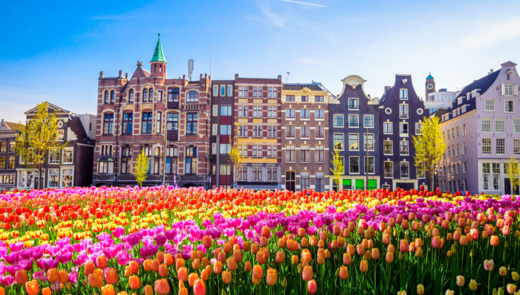 A row of houses in the typical Amsterdam style. In the foreground, there are various colored tulips.